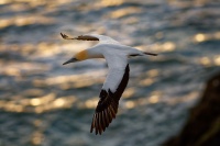 Terej australsky - Sula serrator - Australian Gannet - takapu 2019